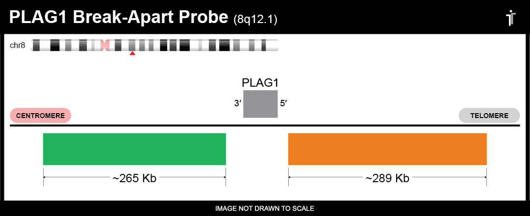 PLAG1 break apart probe